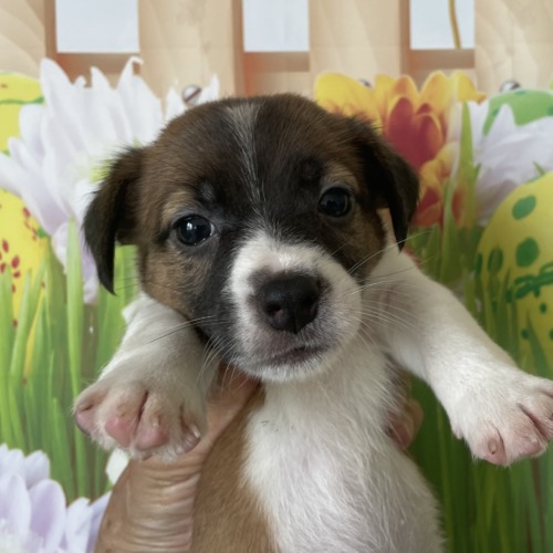 子犬