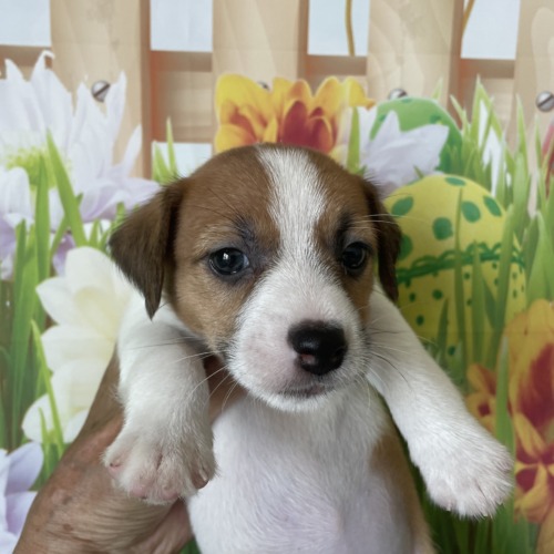 子犬