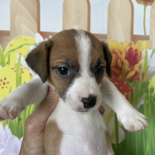 子犬