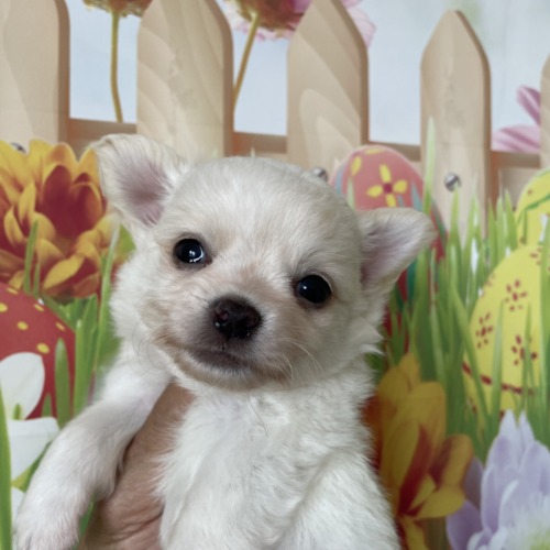 子犬