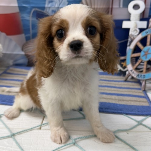 子犬