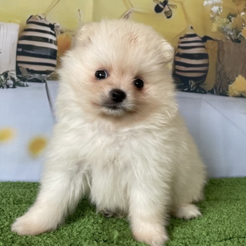 子犬