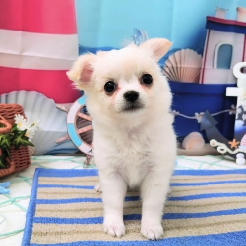 子犬