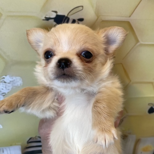 子犬