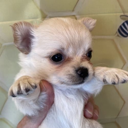 子犬