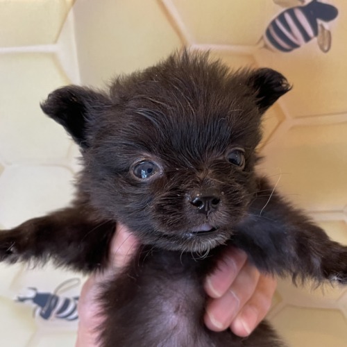 子犬