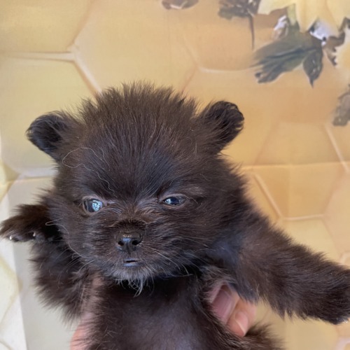 子犬
