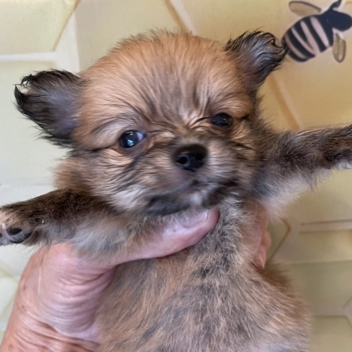 子犬