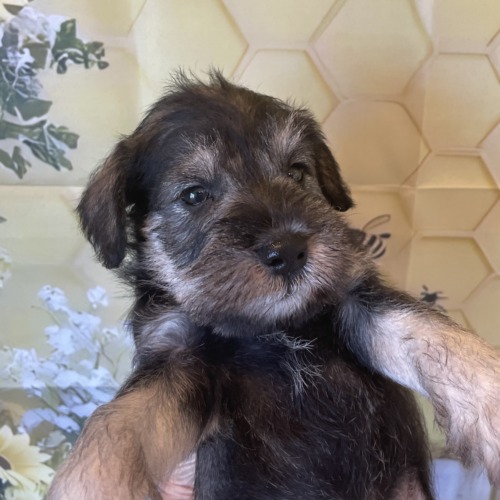 子犬