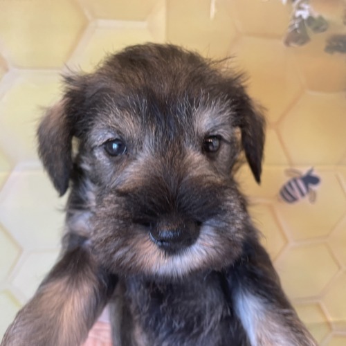 子犬