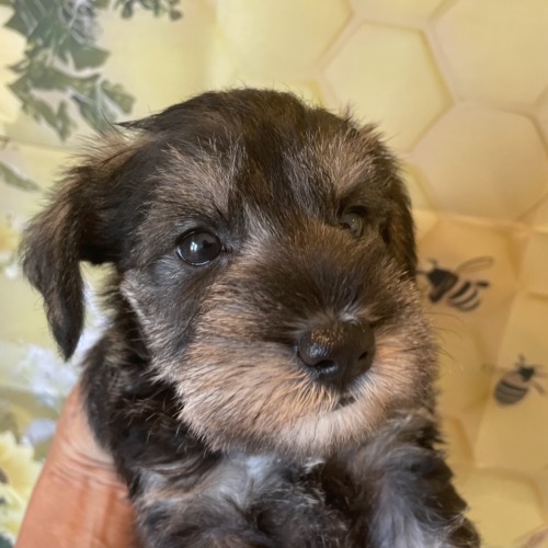 子犬