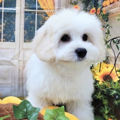 子犬