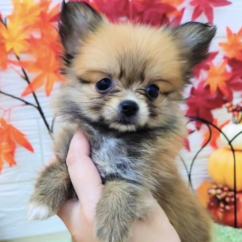 子犬