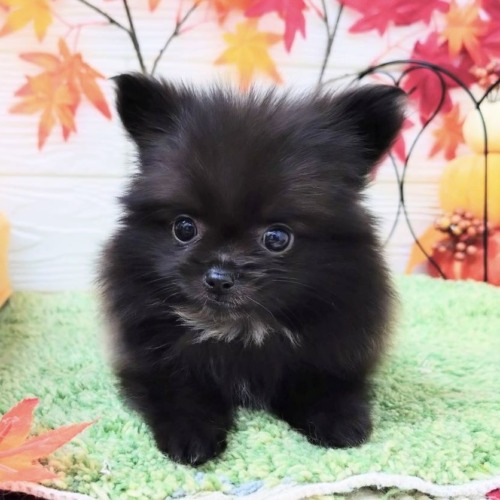 子犬