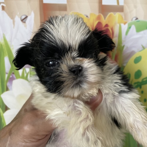 子犬