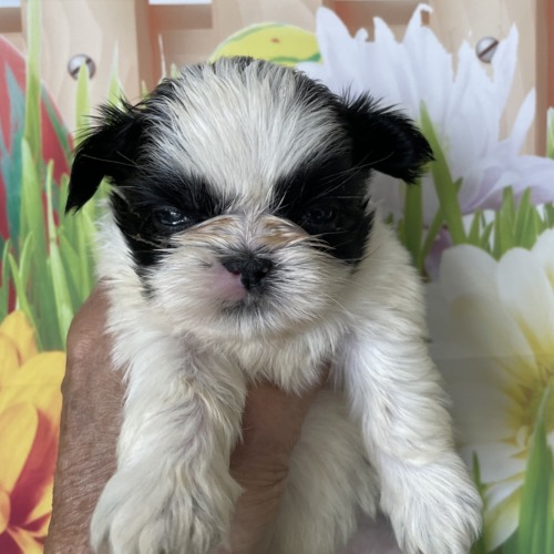 子犬