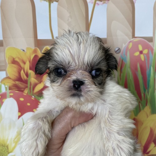 子犬