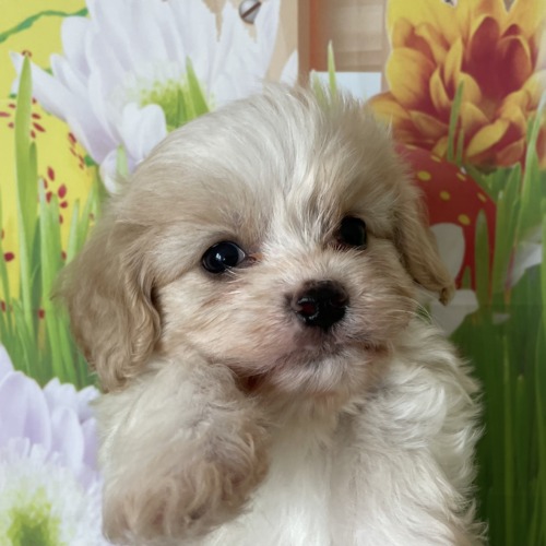 子犬