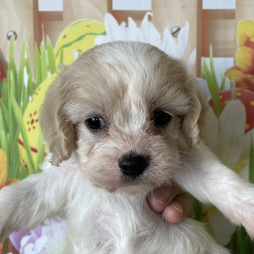 子犬