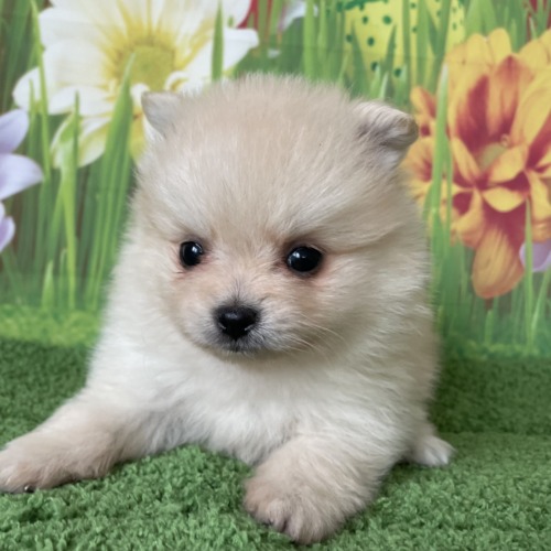 子犬