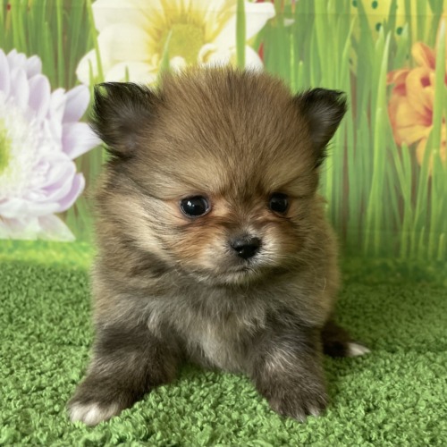 子犬