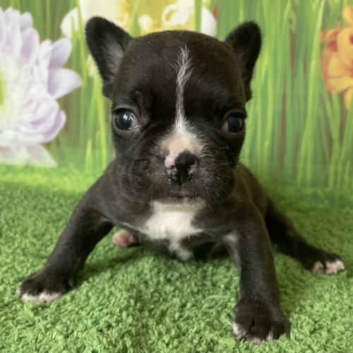 子犬