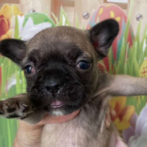 子犬