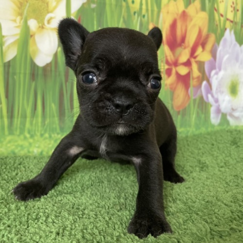子犬