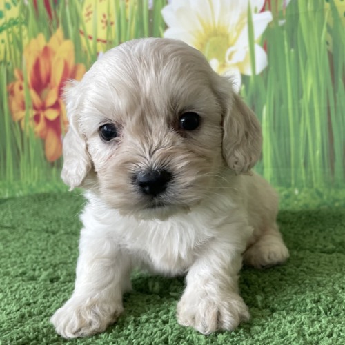 子犬