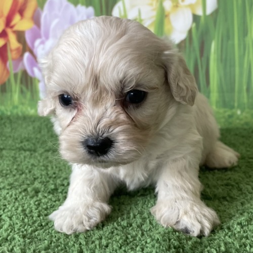 子犬