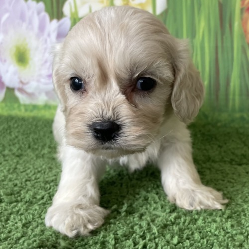 子犬