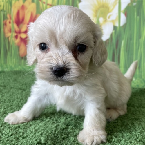 子犬