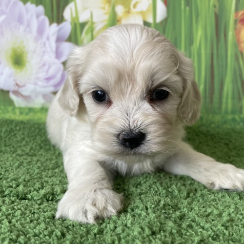 子犬