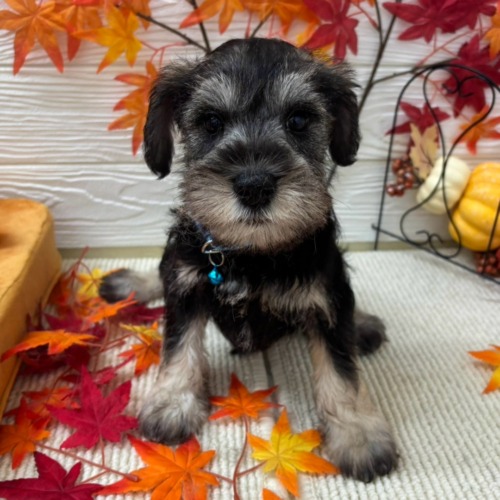 子犬