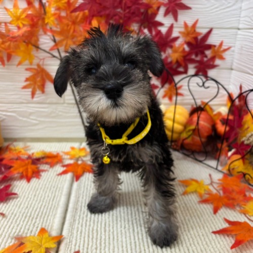 子犬