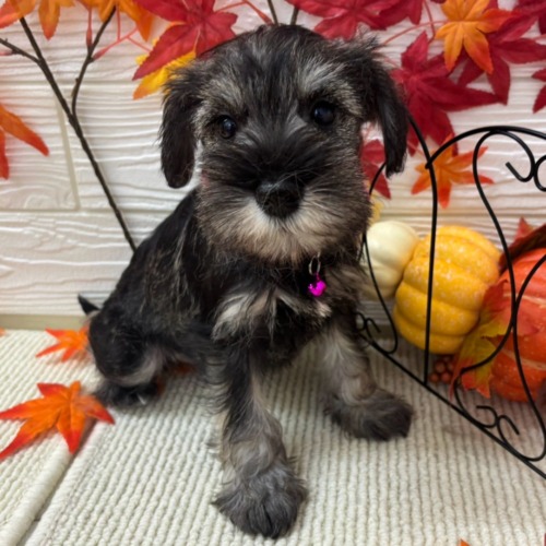子犬