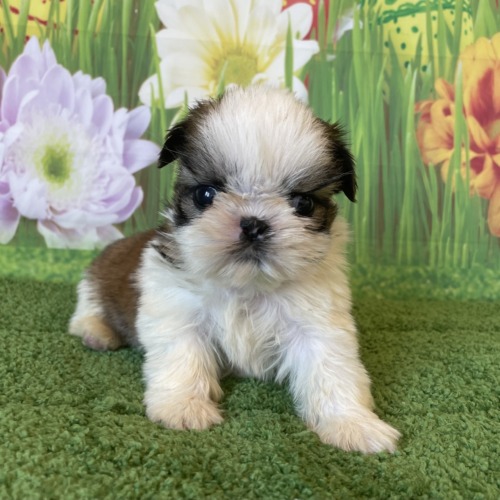 子犬