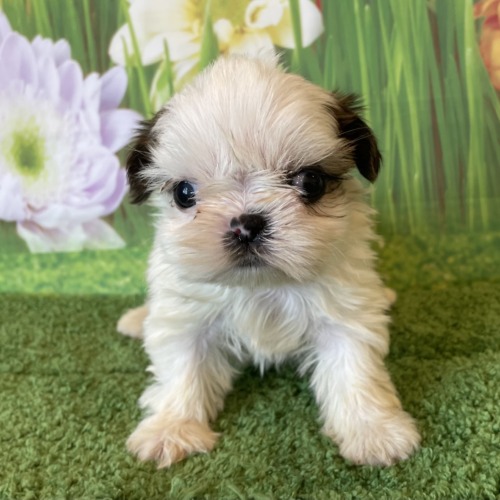 子犬