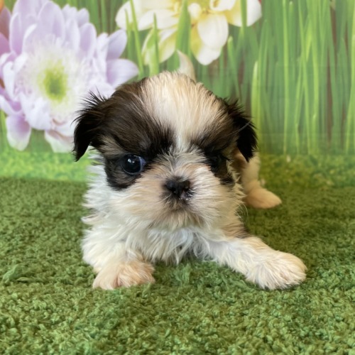 子犬