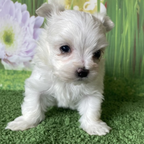 子犬