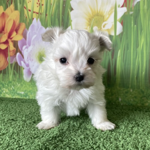 子犬
