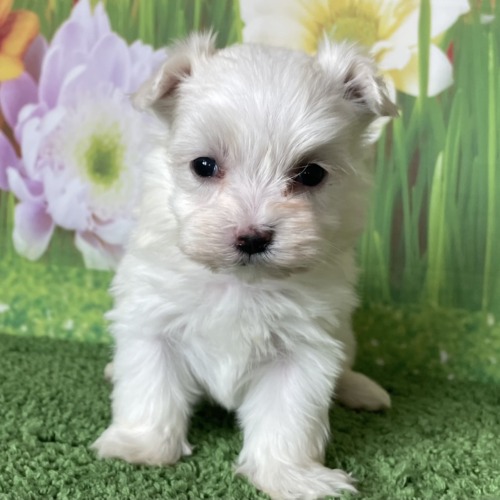 子犬