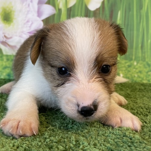 子犬