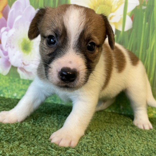子犬