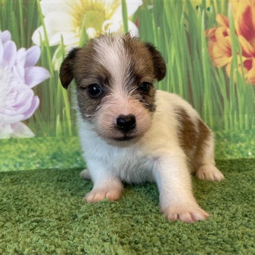 子犬