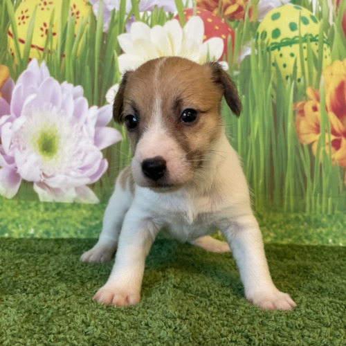 子犬