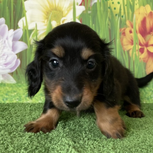子犬