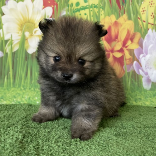 子犬