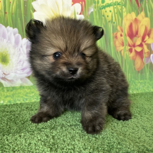 子犬