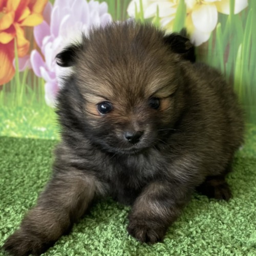 子犬